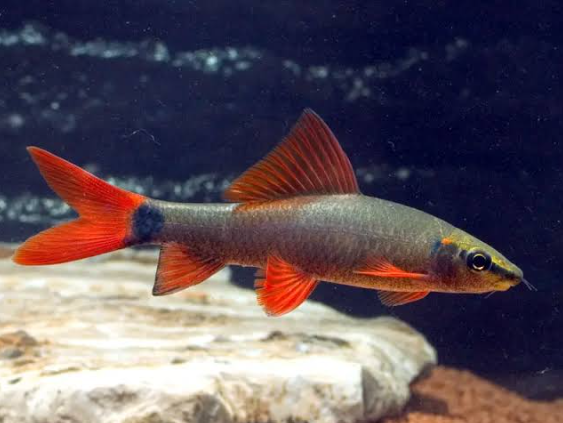 Rainbow Shark – Epalzeorhynchos frenatum