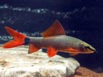 Rainbow Shark – Epalzeorhynchos frenatum