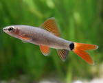 Rainbow Shark – Epalzeorhynchos frenatum
