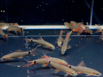 Rainbow Shark – Epalzeorhynchos frenatum