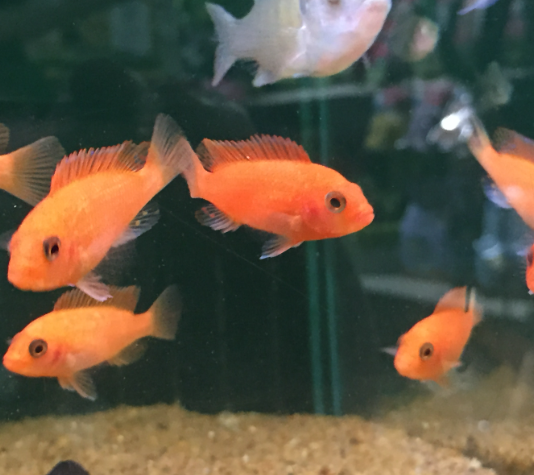 Red Zebra Cichlid