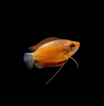 Red Honey Gourami