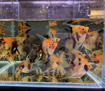 Red Koi Angelfish – Medium (Pterophyllum sp.)