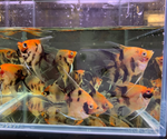 Red Koi Angelfish – Medium (Pterophyllum sp.)