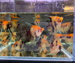 Red Koi Angelfish – Medium (Pterophyllum sp.)