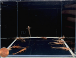 Red Lizard Whiptail Catfish