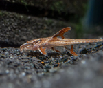 Red Lizard Whiptail Catfish