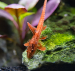 Red Lizard Whiptail Catfish