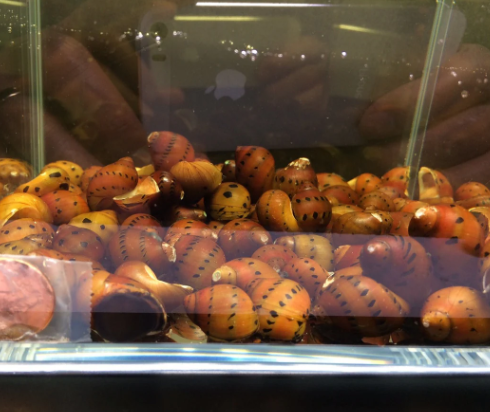 Red Spotted Nerite Snail