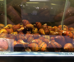 Red Spotted Nerite Snail