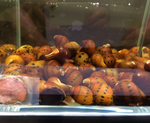 Red Spotted Nerite Snail