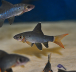 Red Tail Shark – Epalzeorhynchos bicolor