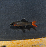 Red Tail Shark – Epalzeorhynchos bicolor