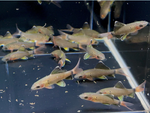 Red Tail Shark – Epalzeorhynchos bicolor