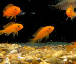 Red Zebra Cichlid