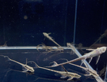 Royal Farlowella – Sturisoma panamense