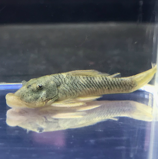 Rubber Lip Pleco (Size Medium) – Chaetostoma sp.