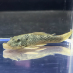 Rubber Lip Pleco (Size Medium) – Chaetostoma sp.
