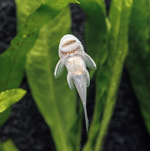 Rubber Lip Pleco (Size Medium) – Chaetostoma sp.