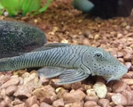 Rubber Lip Pleco (Size Medium) – Chaetostoma sp.