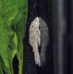 Rubber Lip Pleco (Size Medium) – Chaetostoma sp.