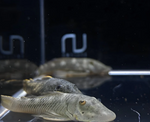 Rubber Lip Pleco (Size Medium) – Chaetostoma sp.