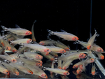 Rummynose Tetra (Medium)