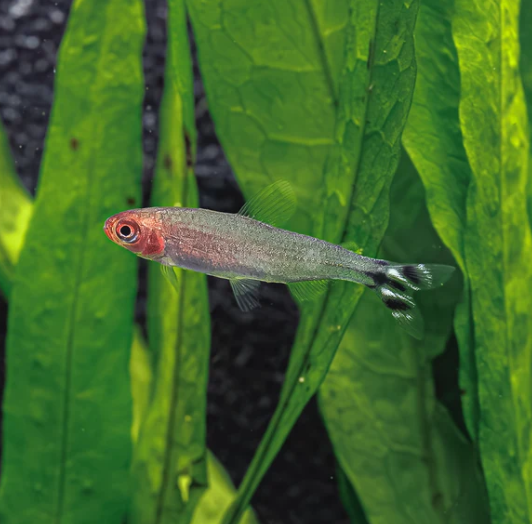 Rummynose Tetra (Medium)