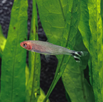 Rummynose Tetra (Medium)