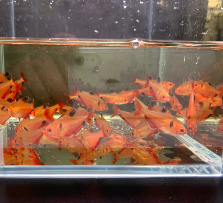 Serpae Tetra
