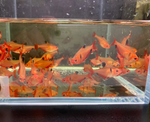 Serpae Tetra