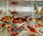 Shubunkin Goldfish (2.5–3.5")