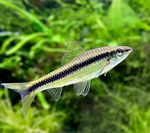 Siamese Algae Eater