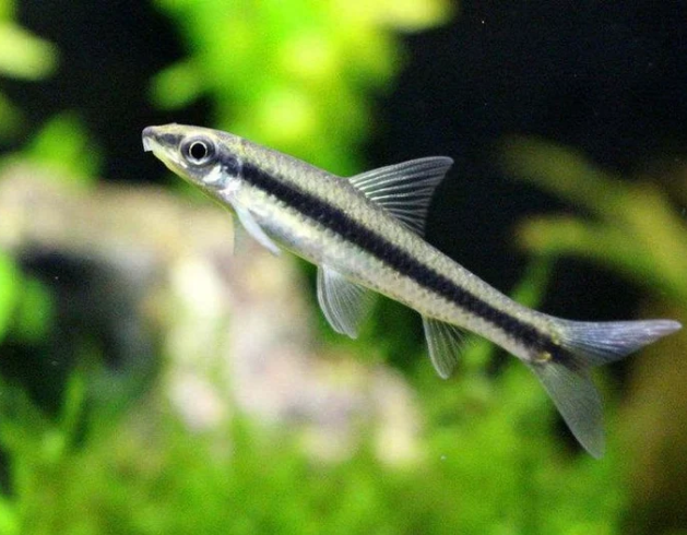 Siamese Algae Eater