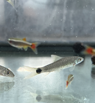Plecos and Algae Eaters