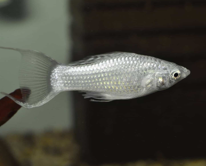 Silver Lyretail Molly