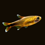 Silvertip Tetra
