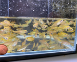 Silvertip Tetra