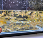 Silvertip Tetra