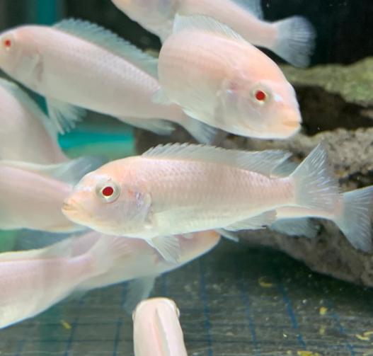 Snow White Socolofi Cichlid
