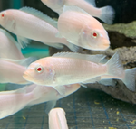 Snow White Socolofi Cichlid
