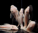Snow White Bristlenose Pleco – Ancistrus sp.