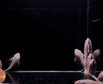 Snow White Bristlenose Pleco – Ancistrus sp.