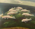 Snow White Bristlenose Pleco – Ancistrus sp.