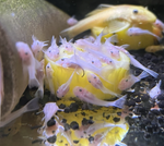 Snow White Bristlenose Pleco – Ancistrus sp.