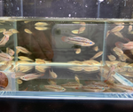 Sparkling Gourami