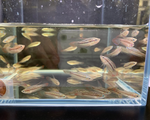 Sparkling Gourami
