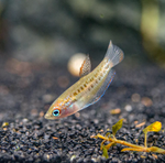 Sparkling Gourami