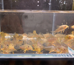 Sterbai Cory – Corydoras sterbai