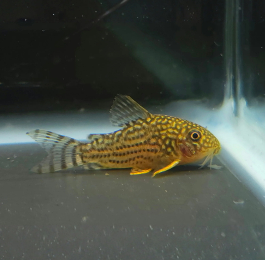 Sterbai Cory – Corydoras sterbai